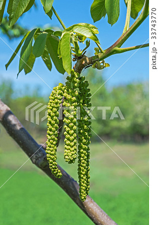 Walnut flowers 33743770
