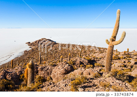 Cactus Island, Uyuni Cactus Island, Uyuni 33743874