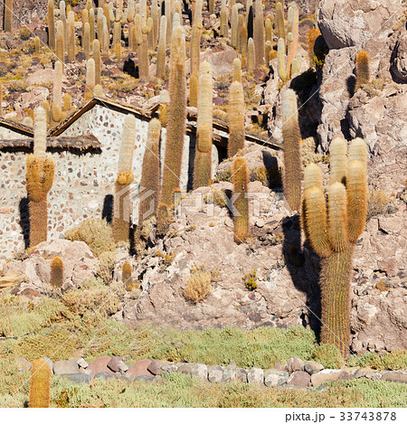 Cactus Island, Uyuni Cactus Island, Uyuni 33743878