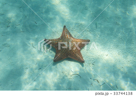 Orange starfish in a turquoise water Orange starfish in a turquoise water 33744138
