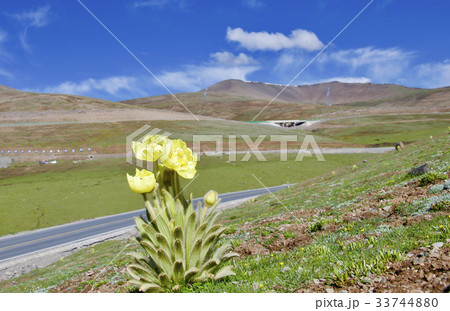 中国青海省の峠に咲く黄色いケシ 33744880