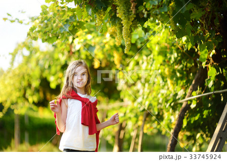 Cute little girl harvesting grapes in a vineyard 33745924