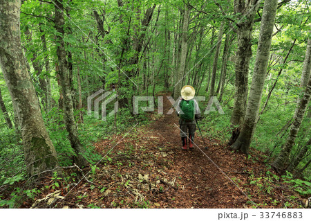 ブナ林散策　癒しの森 33746883