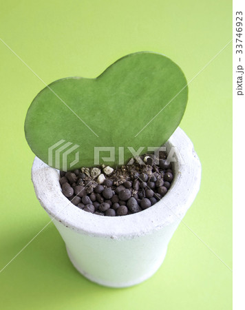 ハート型の観葉植物 33746923