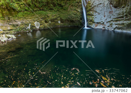 秋の赤目四十八滝　布引滝　回る落ち葉 33747062