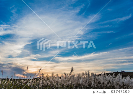 秋の曽爾高原 すすき 夕日を待つ人々 秋の曽爾高原 すすき 夕日を待つ人々 33747109