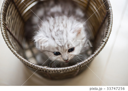 Happy kitten playing in home. 33747256