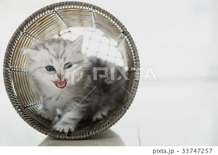 Happy kitten playing in home. 33747257