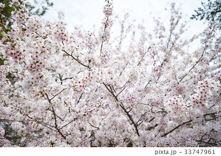 サクラ 33747961