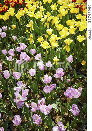 チューリップ畑 33747990