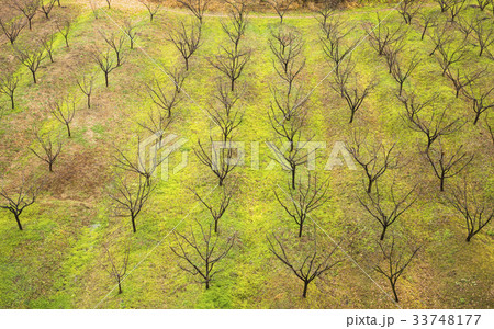 京畿道 キョンギド 高陽市 33748177