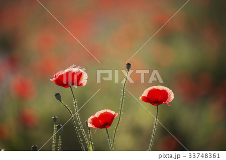 花 芽 赤 33748361