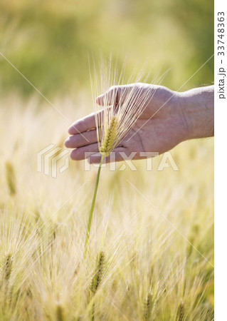 触れる 触る 大麦 33748363