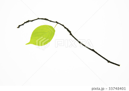 葉 木の葉 緑 33748401