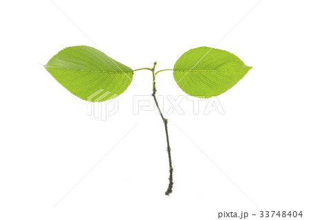 葉 木の葉 緑 33748404