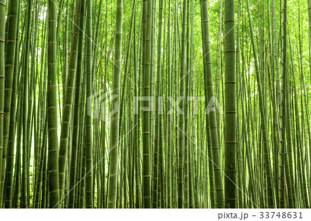 竹 宝城郡 全羅南道 33748631