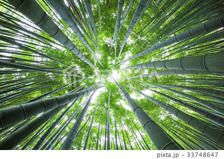 竹 ローアングル 宝城郡 33748647