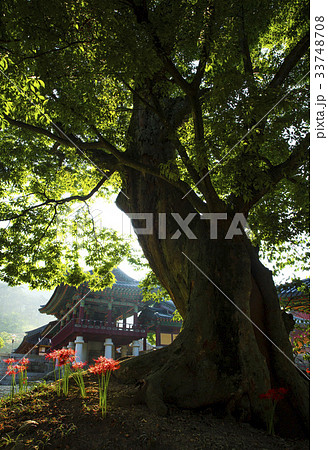 コトムルト ブルガプサ 全羅南道 33748708