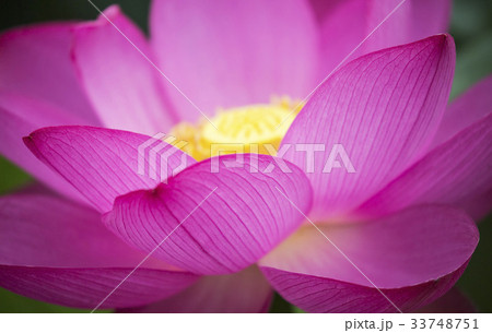 花 ピンク 夏 33748751