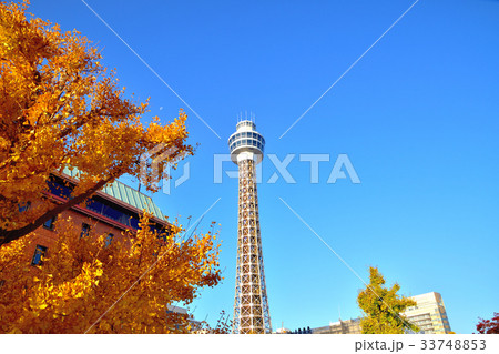マリンタワーと黄葉 33748853