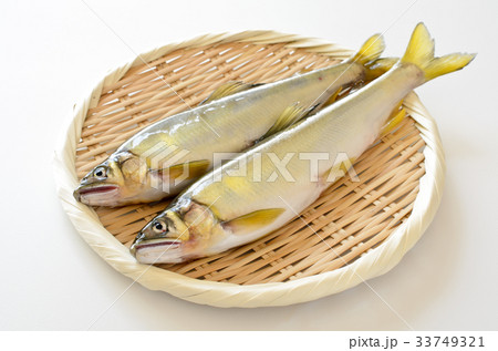 鮎 33749321