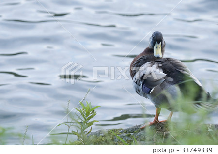 水辺に鴨 33749339