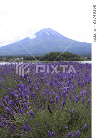 大石公園にて(河口湖ハーブフェスティバル開催時) 大石公園にて(河口湖ハーブフェスティバル開催時) 33749360