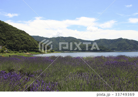 大石公園にて（河口湖ハーブフェスティバル開催時） 33749369