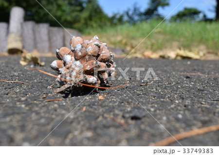 夏ぼっくり 夏ぼっくり 33749383