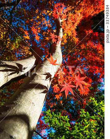 鮮やかな紅葉 鮮やかな紅葉 33749384