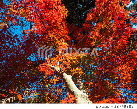 鮮やかな紅葉 鮮やかな紅葉 33749385