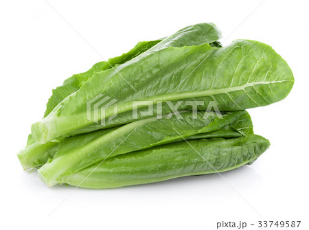 fresh cos lettuce isolated on white background fresh cos lettuce isolated on white background 33749587