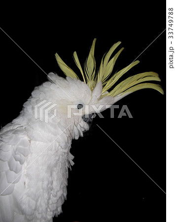 オウム（キバタン）上半身 33749788