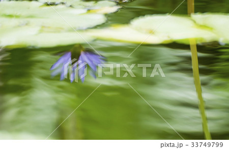 花 水 反射 33749799