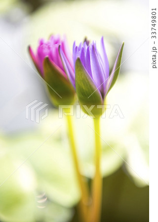 花 修練 植物 33749801