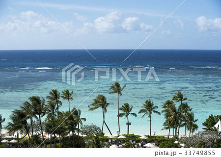 米国 海 ヤシの木 33749855