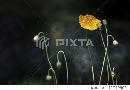 花 芽 黄色 33749905
