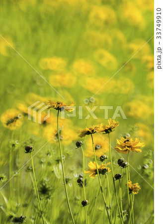 グムギェグク 花 黄色 33749910