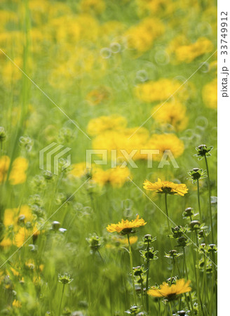 グムギェグク 花 黄色 33749912