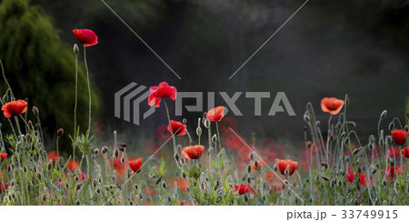 花 植物 ケシ 33749915