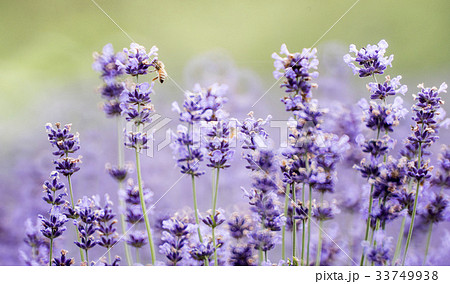 花 ラベンダー 見よ 33749938