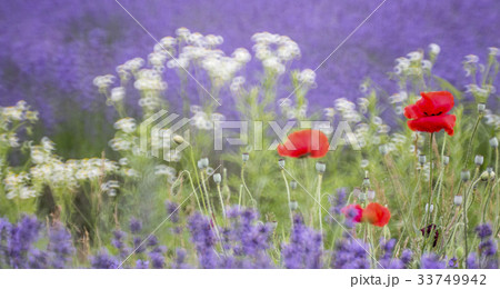 花 見よ ケシ 33749942