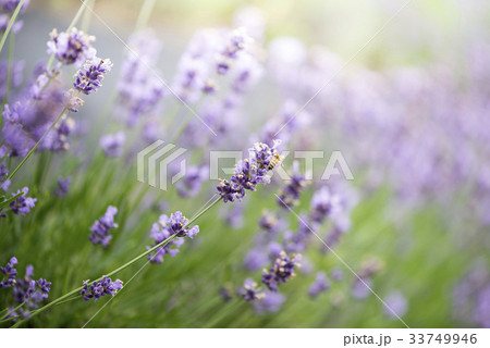 花 ラベンダー 見よ 33749946