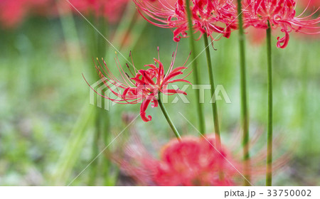 花 コトムルト 赤 33750002