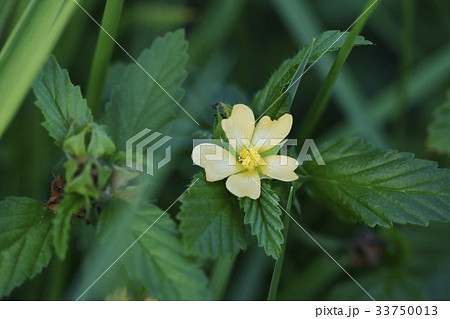 キジムシロ 33750013