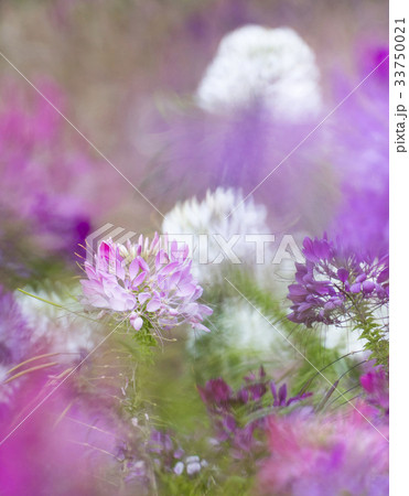 花 見よ フォーカス 33750021