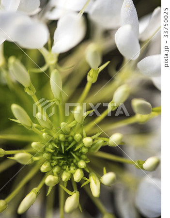 花 植物 屋外 33750025