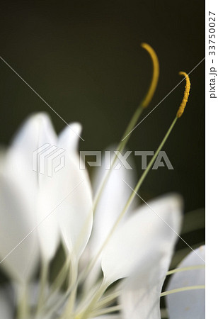 花 植物 自然 33750027