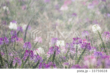 花 花畑 見よ 33750028