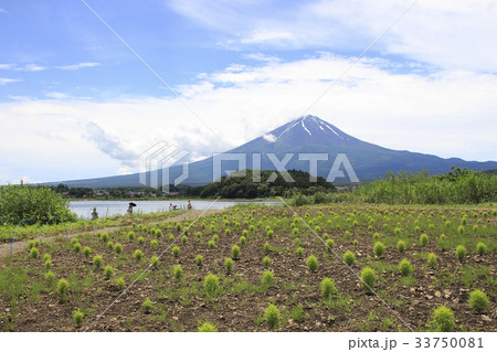 大石公園にて(コキアと富士山) 大石公園にて(コキアと富士山) 33750081